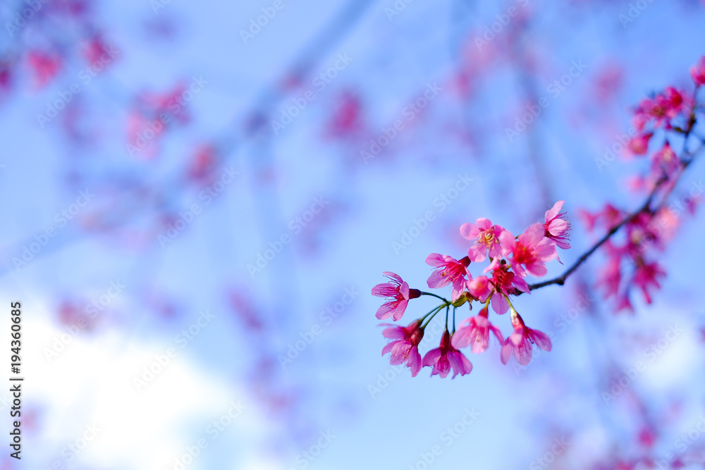 Royalty high quality free stock image of cherry blossom sakura (Prunus Cesacoides, Wild Himalayan Cherry) in springtime. Cherry blossom sakura (Prunus Cesacoides, Wild Himalayan Cherry) is very beauty Royalty high quality free stock image of cherry blossom sakura (Prunus Cesacoides, Wild Himalayan Cherry) in springtime. Cherry blossom sakura (Prunus Cesacoides, Wild Himalayan Cherry) is very beauty