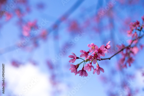Royalty high quality free stock footage of cherry blossom sakura (Prunus Cesacoides) in spring time.Mai Anh Dao is symbol flower in Da Lat which blooms in the first months welcome spring