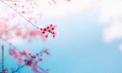 Royalty high quality free stock footage of cherry blossom sakura   Prunus Cesacoides  in spring time.Mai Anh Dao is symbol flower in Da Lat which blooms in the first months welcome spring