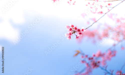 Royalty high quality free stock image of cherry blossom sakura (Prunus Cesacoides, Wild Himalayan Cherry) in springtime. Cherry blossom sakura (Prunus Cesacoides, Wild Himalayan Cherry) is very beauty
