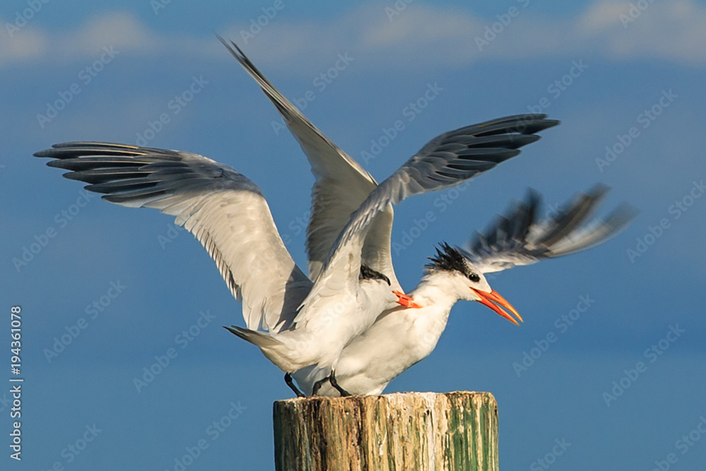 Obraz premium An aggressive seagull attacking a perfectly passive, peaceful seagull. 