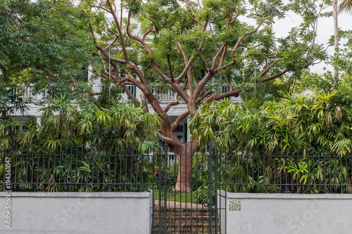 Gumbo limbo tree in front yard of Key West house