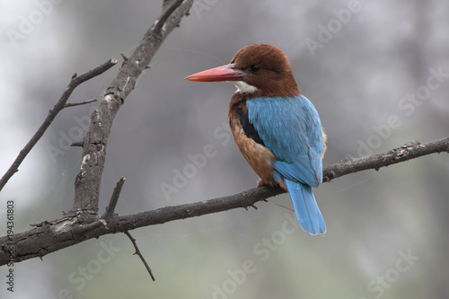 white-throated kingfisher who sits on a dry branch of a tree over a small pond in anticipation of fish