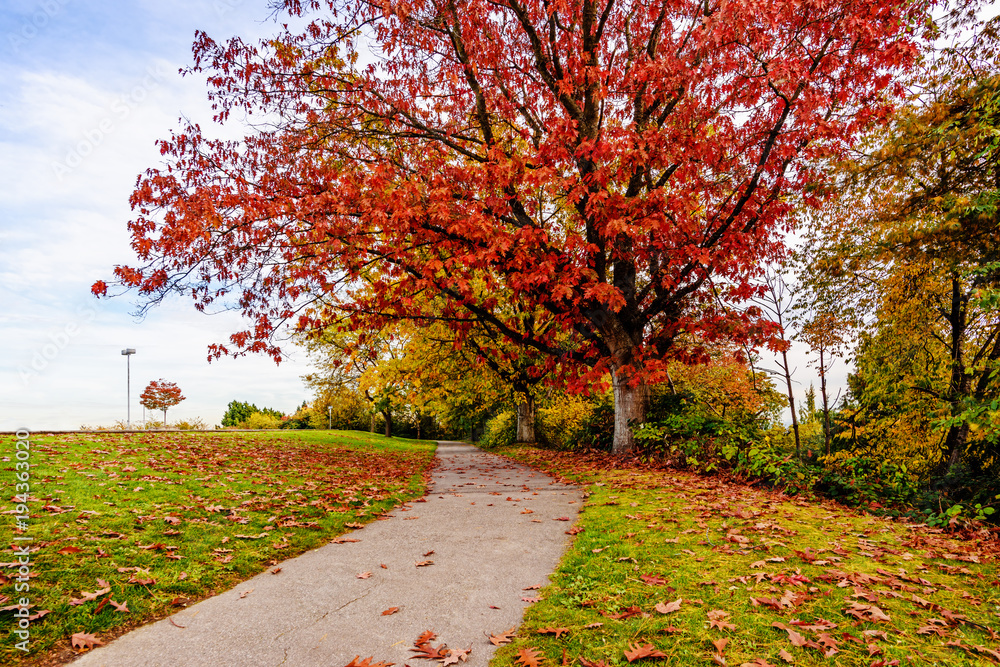 Naklejka premium empty path in an autumn park with red and yellow trees