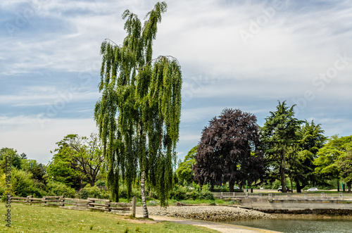 birch and other trees in a park with a wooden fence with a stone bridge
