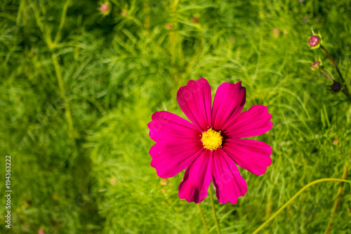 Cosmos flower in garden