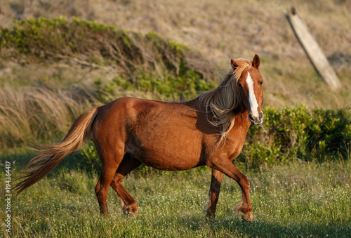 A closeup portrait of a pregnant wild pony on Shackleford Island  NC.