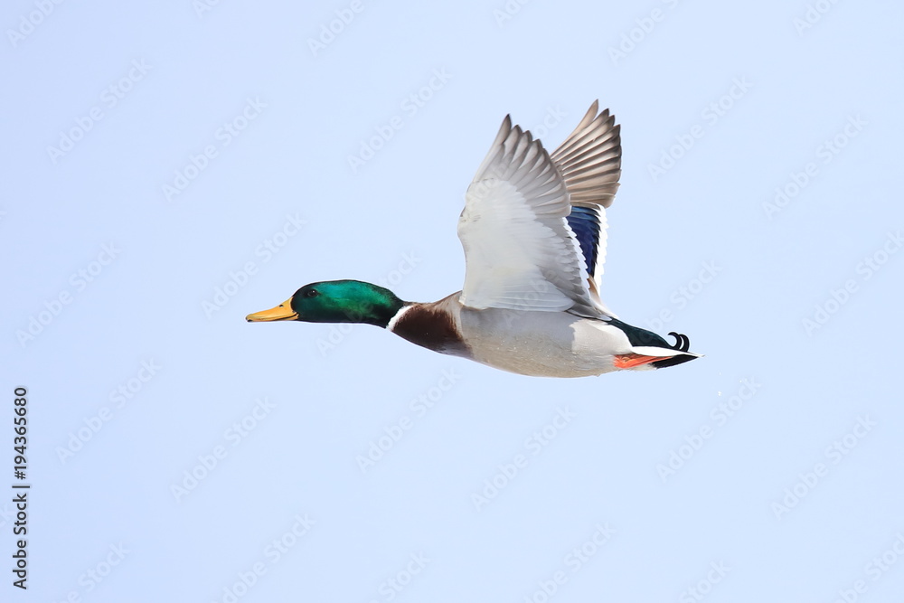 Obraz premium マガモ Mallard