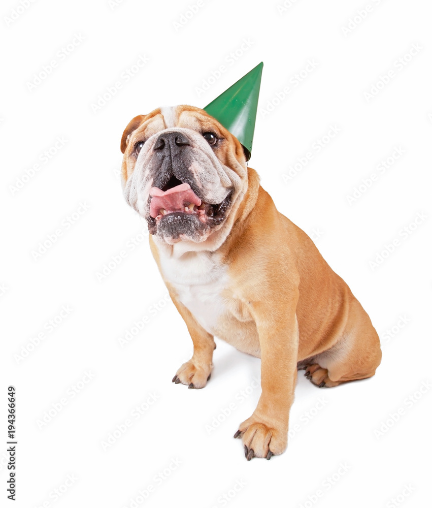 bulldog with a birthday party hat on studio shot isolated on a white background