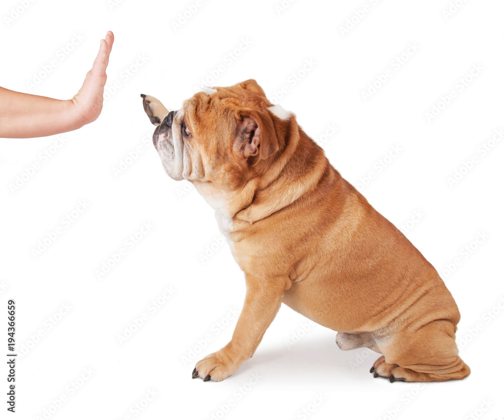 cute bulldog giving his owner a high five studio shot isolated on a white background