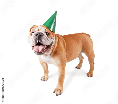 bulldog with a birthday party hat on studio shot isolated on a white background