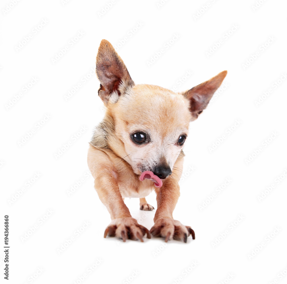 wide angle photo of a goofy chihuahua stretching his legs and paws with his tongue hanging out studio shot on an isolated white background