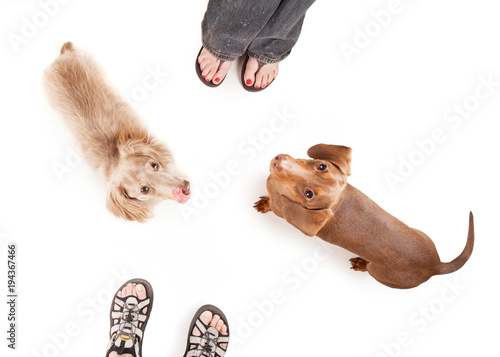 Photography overhead view of two dachshund dogs begging in front of two people studio shot i