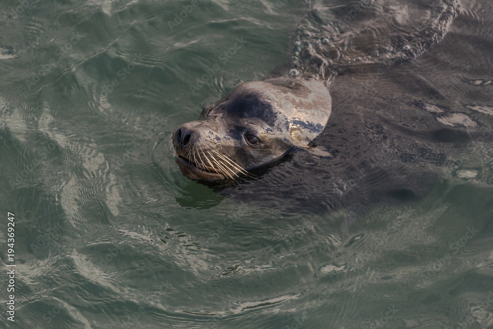 Obraz premium Sea lion portrait swimming in the Pacific Ocean