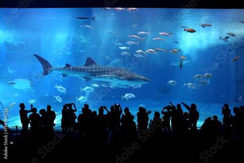 A Great Shark In An Aquarium
