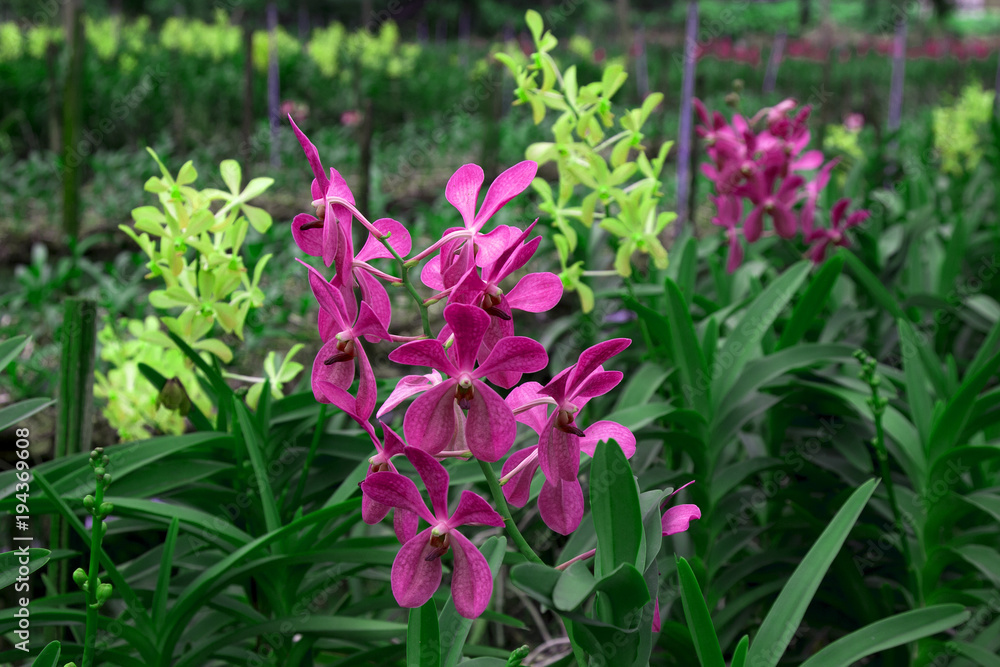 Obraz premium Beautiful orchids in farm