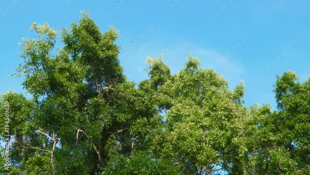 Large green tree against the blue sky. Steadycam footage. Large green tree against the blue sky. Steadycam footage.