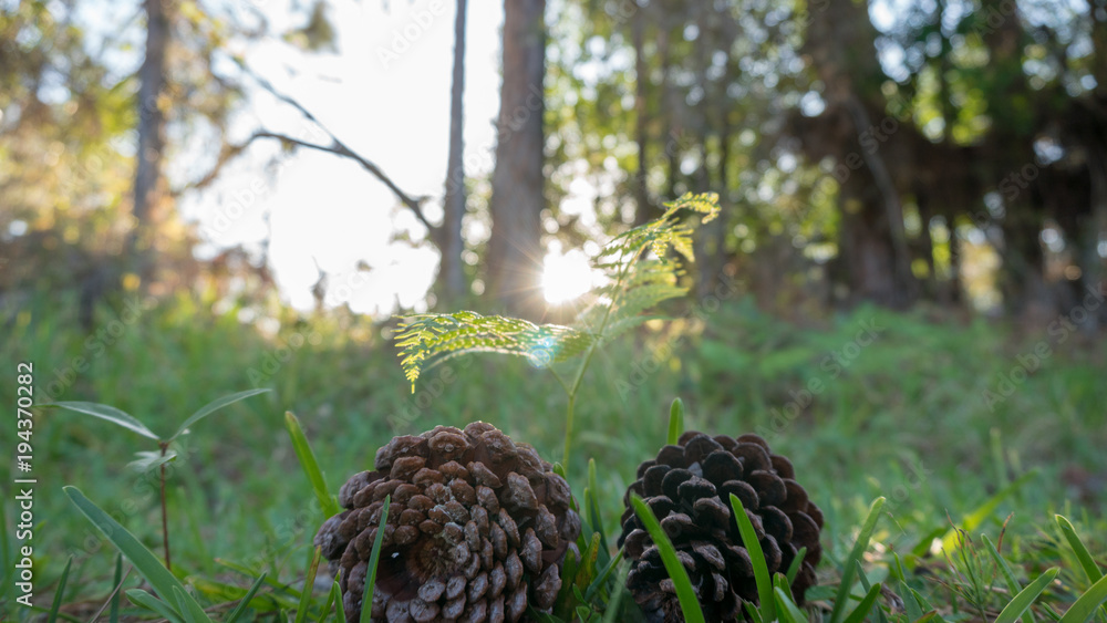 Sunset Behind Two Pine Cones Sunset Behind Two Pine Cones
