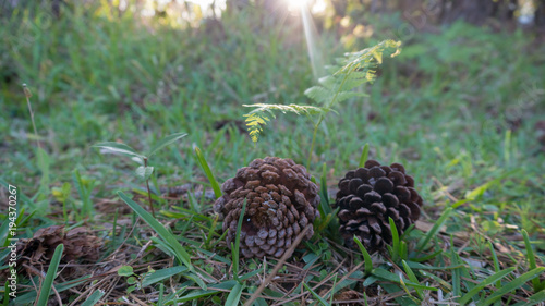 Sun Shinning on Two Pine Cones