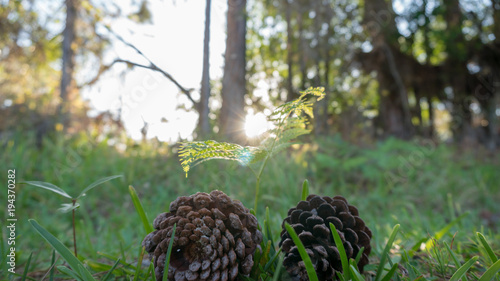 Sunset Behind Two Pine Cones