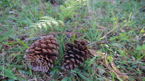 Two Pine Cones and a Plant