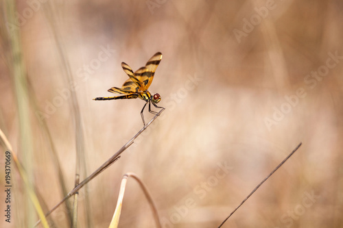 Halloween pennant dragonfly Celithemis eponina photo