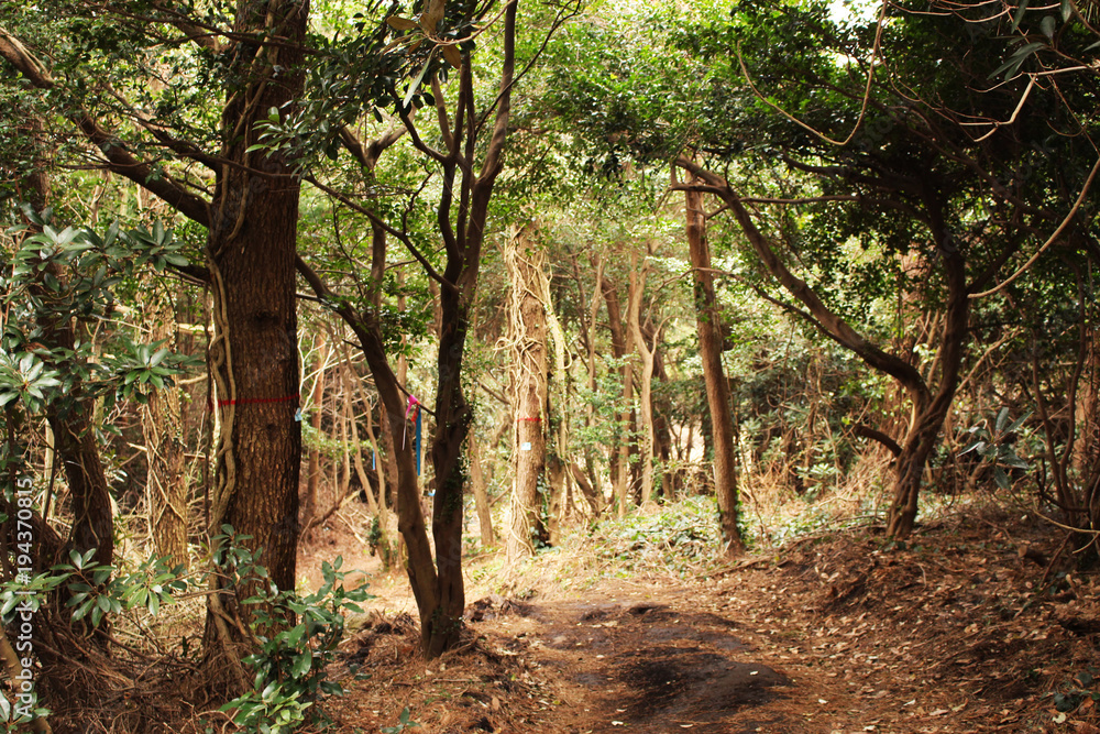 Fototapeta premium Beautiful Scenery of Jeju Island / Scenery Picture of Jeju Island, Korea