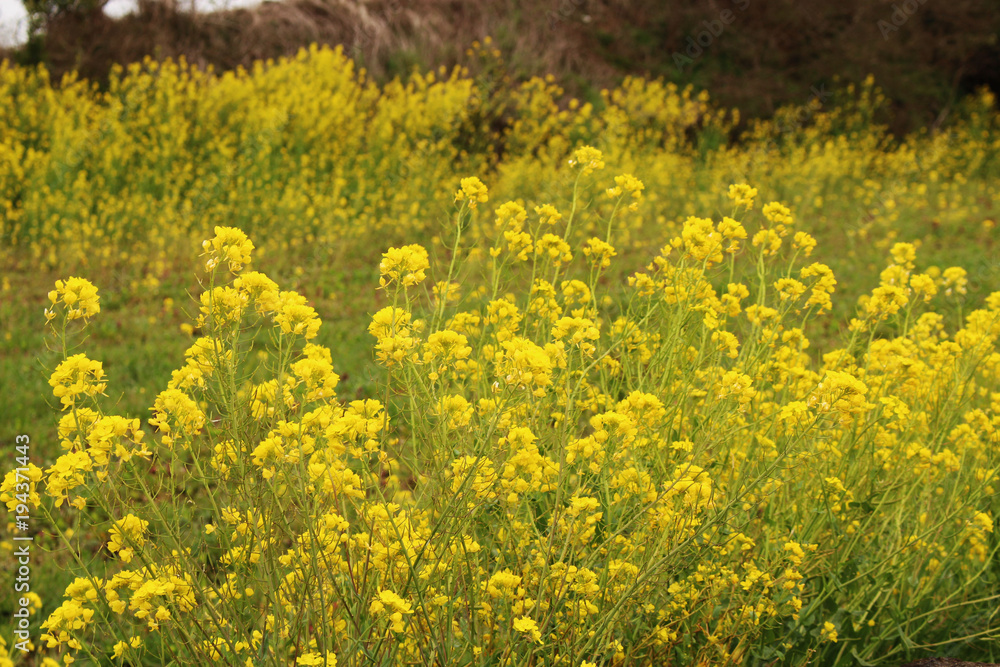 Fototapeta premium Beautiful Scenery of Jeju Island / Scenery Picture of Jeju Island, Korea