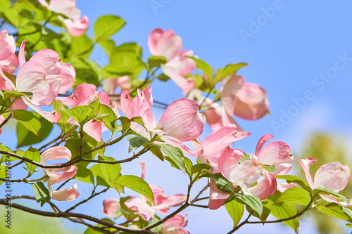 ハナミズキの花