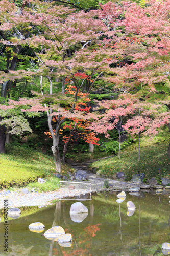 Momijis in University park in Tokyo Japan photo