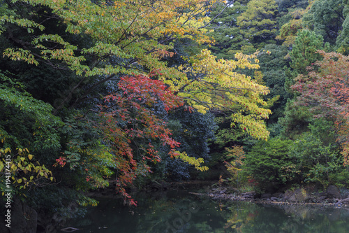 Fototapeta Naklejka Na Ścianę i Meble -  Momijis in University park in Tokyo Japan