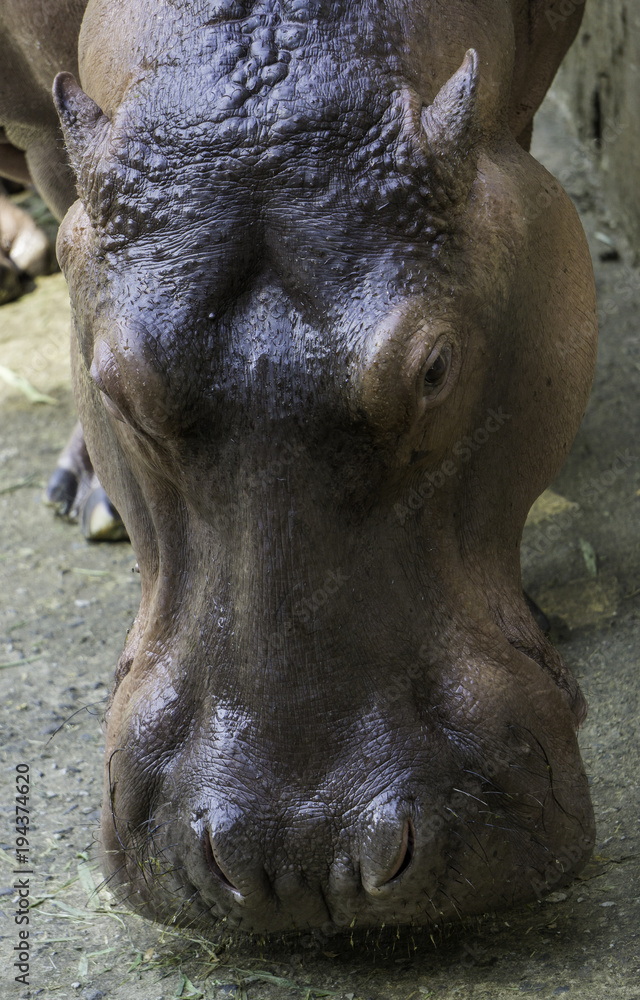 Hippopotamus showing secretion of sun screen liquid from sweat glands ...