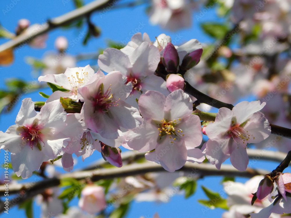 Almond tree or Prunus dulcis or amygdalus flowers Almond tree or Prunus dulcis or amygdalus flowers