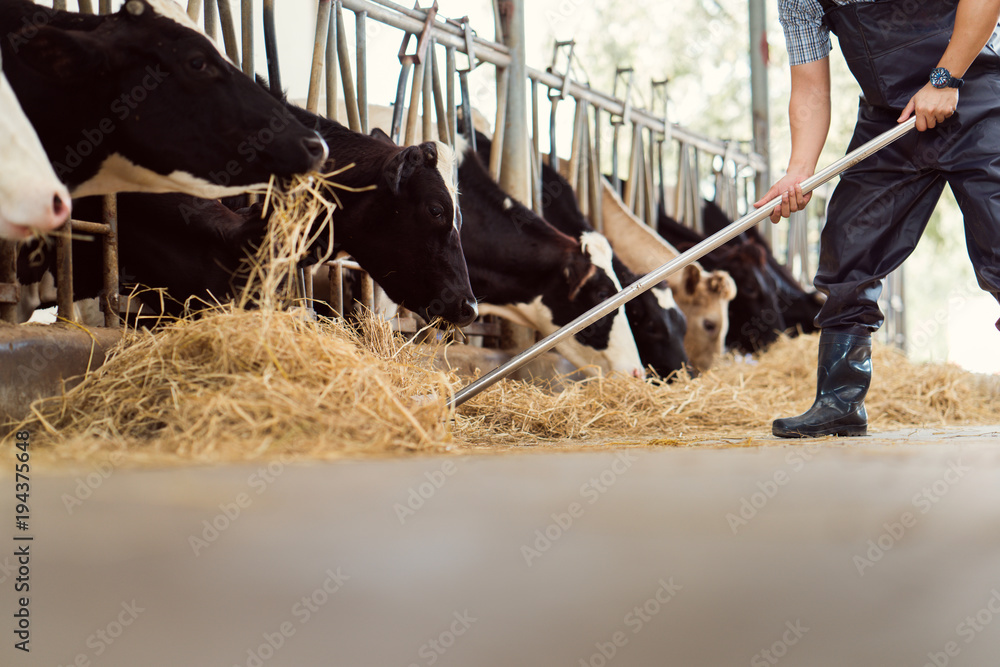 Farmer is feeding the cows. Cow eating grass Farmer is feeding the cows. Cow eating grass
