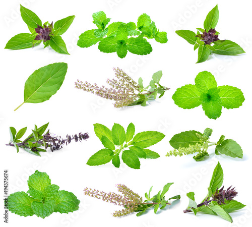 basil, holy basil and mint leaves isolated on white.