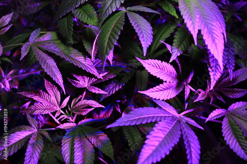 cannabis leaves