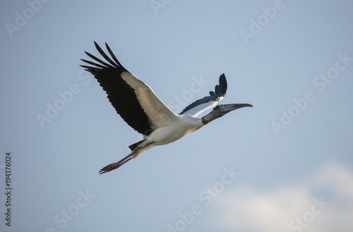 wood stork soaring high in a blue sky on a sunny day © J.A.