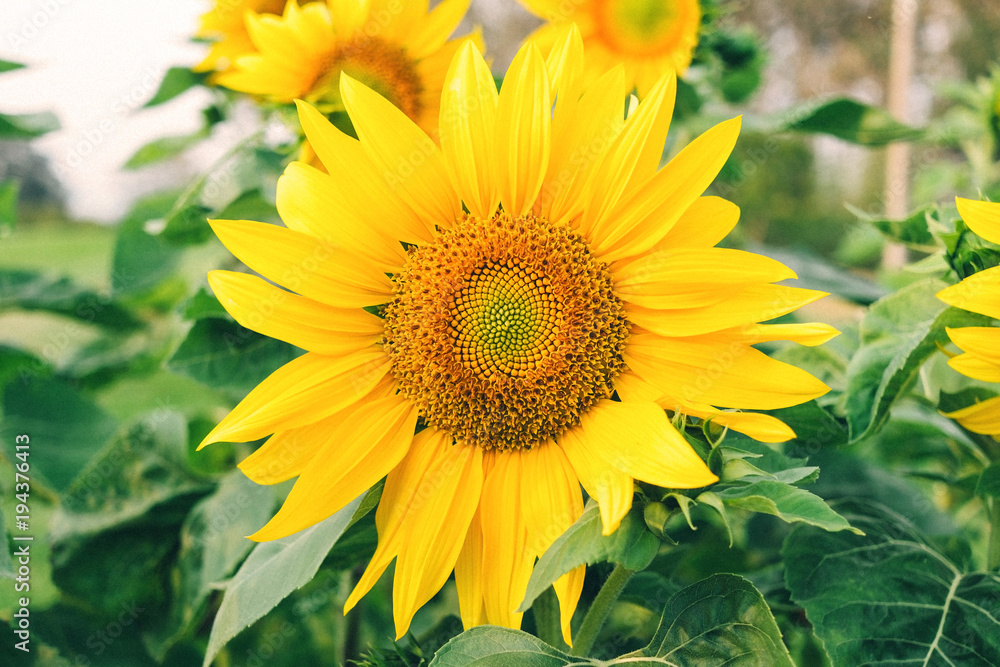Obraz premium Close - up of sunflowers and yellow flower on the parkland, Macro of sunflower in the garden on morning.