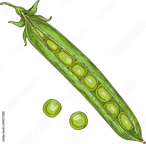 One Green Pea Pod and Peas