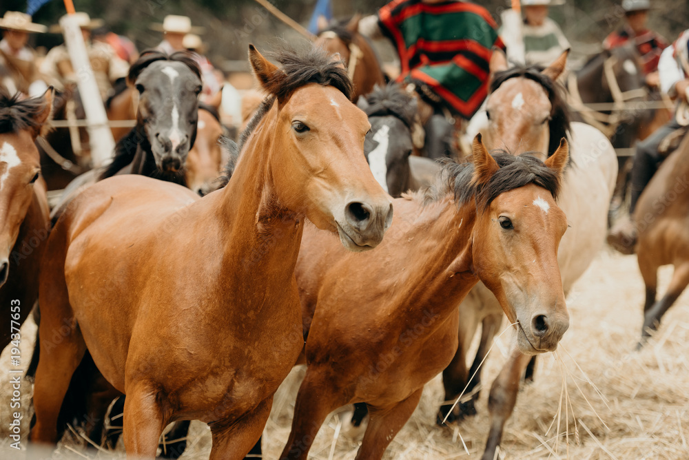 Fototapeta premium Group of beautiful horses running together