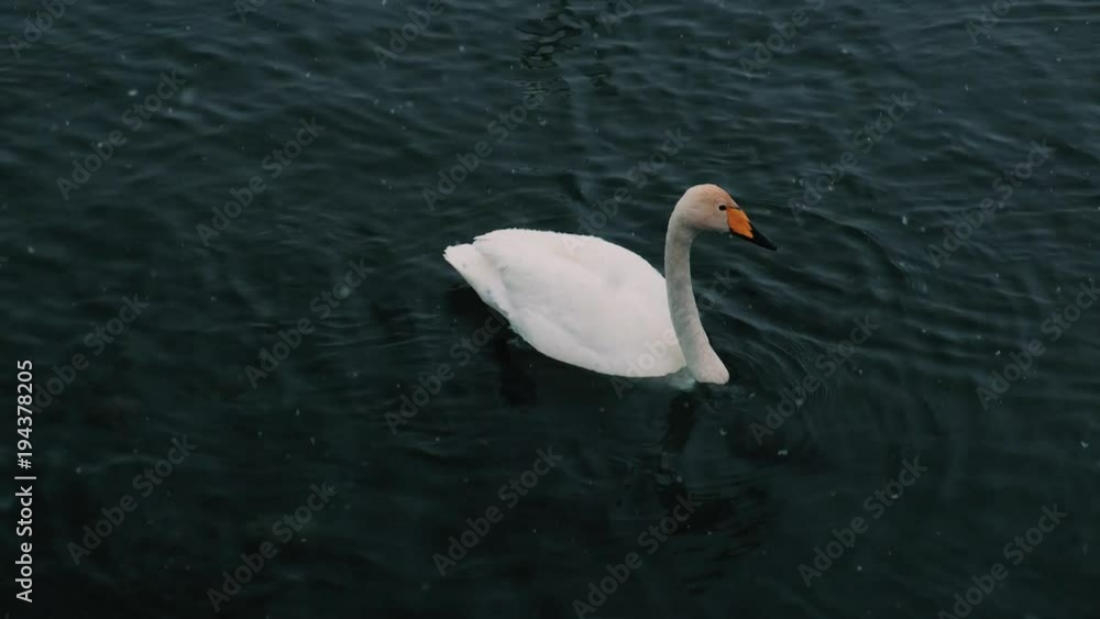 Swans swim on a lake or river in winter. Snowing. Getting ready to fly away. Swans swim on a lake or river in winter. Snowing. Getting ready to fly away.