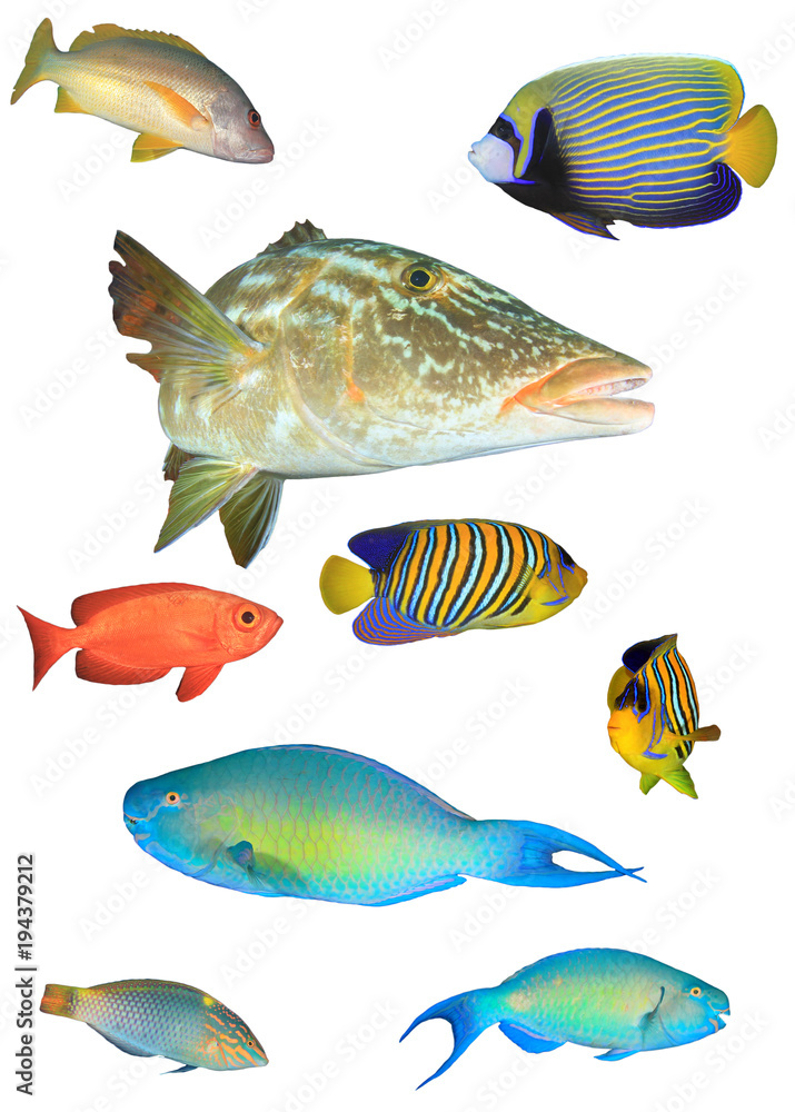 Fototapeta premium Collection reef fish of Indian and Pacific Oceans. Tropical fish isolated on white background
