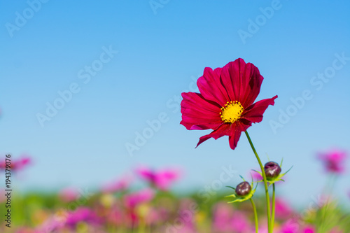 cosmos flower field with blue sky background © redkphotohobby