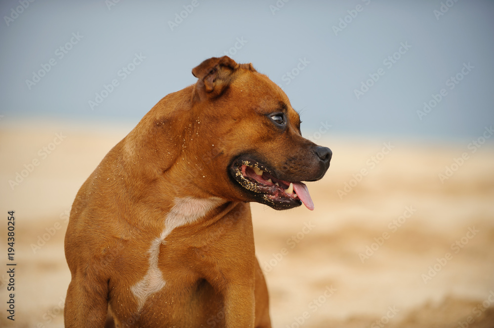 Staffordshire Bull Terrier dog outdoor portrait at beach