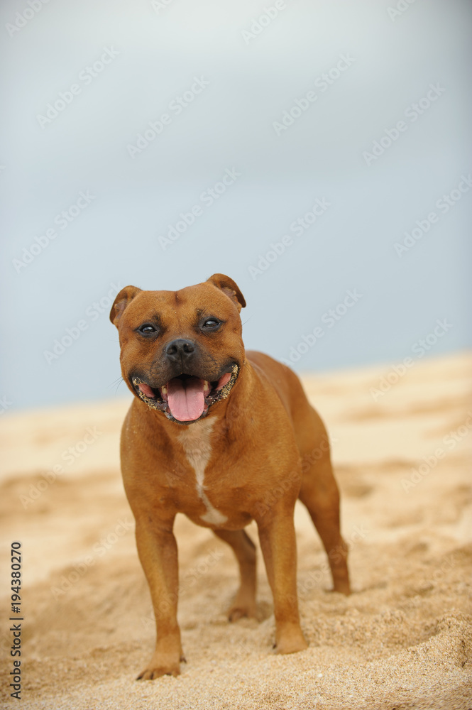 Sandy staffy best sale