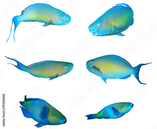 Collection Parrotfish reef fish isolated white background