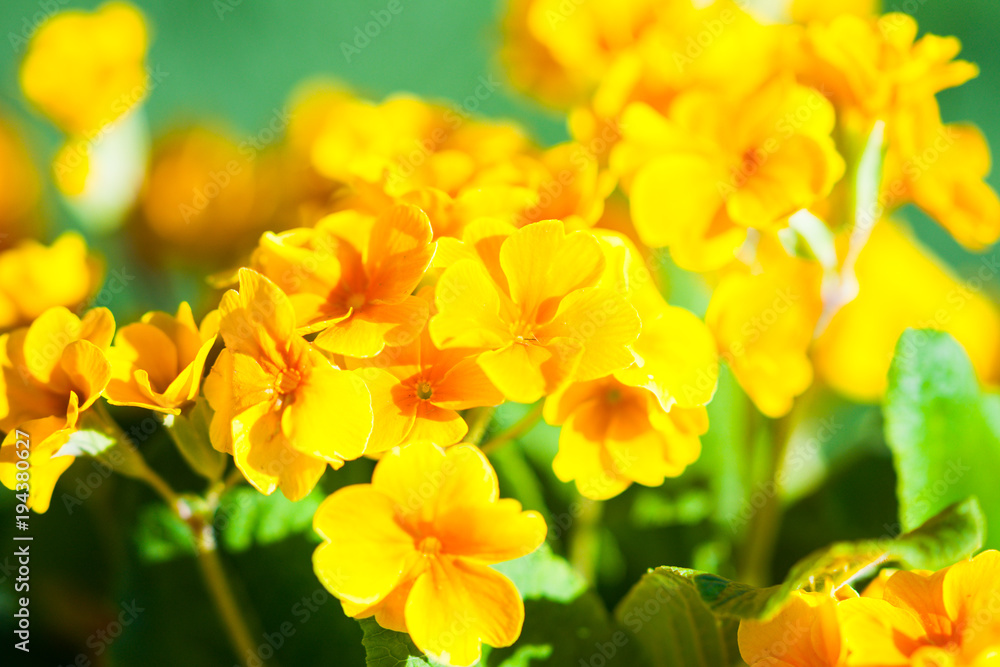 Yellow summer flowers Yellow summer flowers