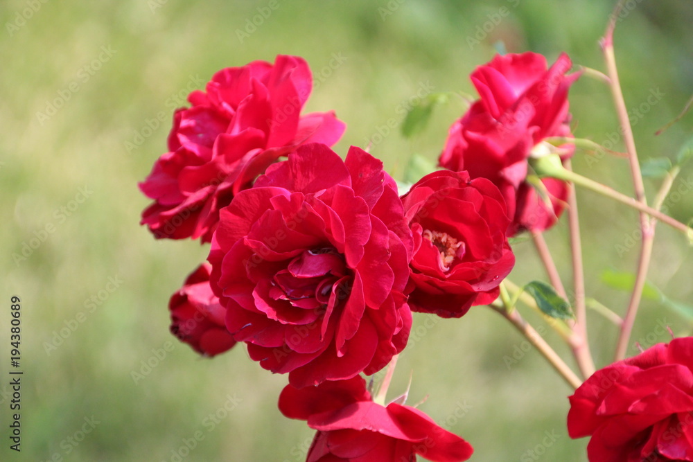 Red Bush Roses, Edmonton, Alberta