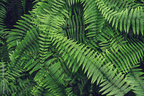 Ferns Leaf Forest Outdoor Tropical Nature abstract Background