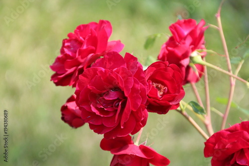 Fototapeta Naklejka Na Ścianę i Meble -  Red Bush Roses, Edmonton, Alberta